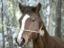 horse-lust, take 3