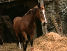 horse-lust, take 4